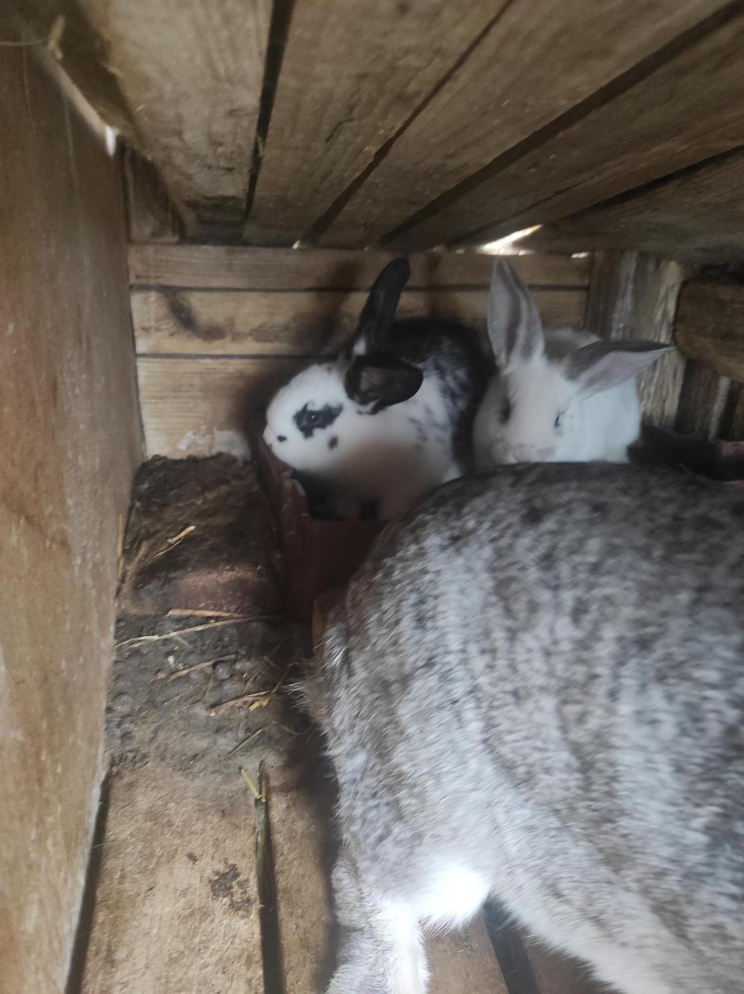 Pensiunea Agroturistica Casa Sirca Boghiş Екстериор снимка